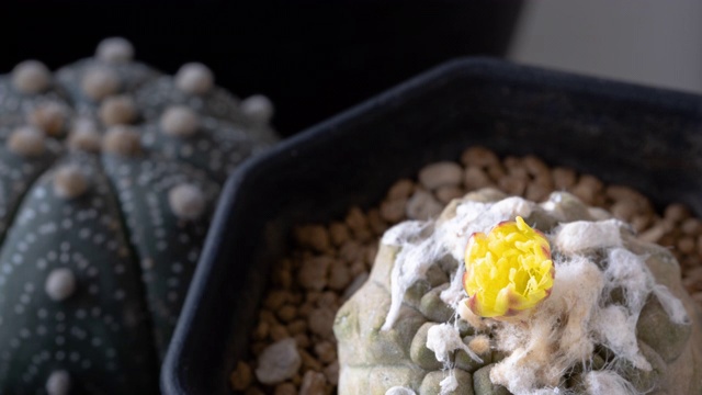 仙人掌花名为“copiapoa hypogaea”，以太阳升起时的黄色为自然背景，时间流逝视频素材