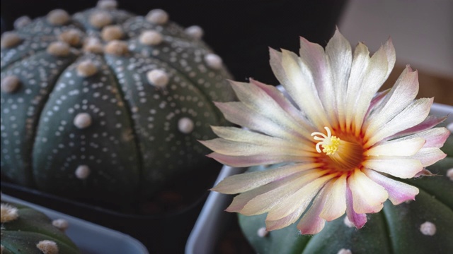 仙人掌花命名为“astrophytum nudum”，以太阳升起时的粉红色为自然背景，时间流逝视频下载