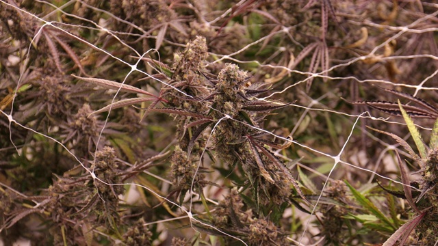 大麻生长房间大植物开花大芽视频素材