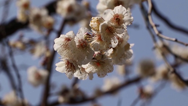 雪白的梅花在春风中摇曳视频下载