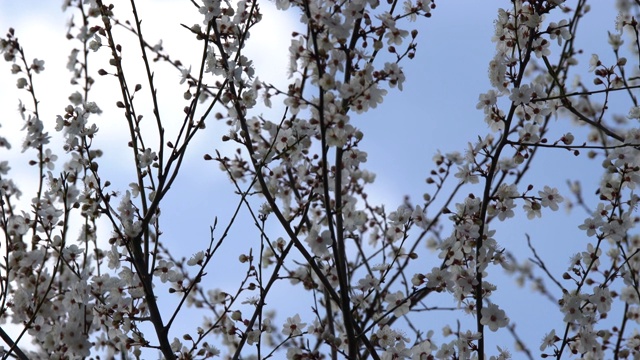 花园里一棵开花的李树视频素材