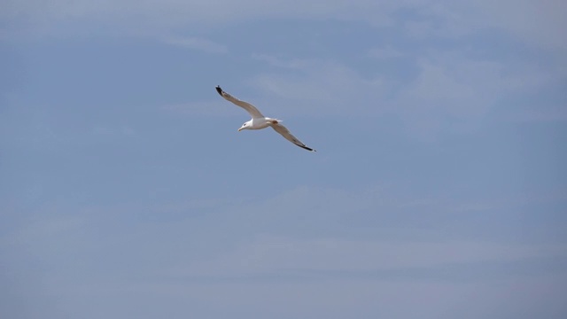 蓝天下飞翔的海鸥。视频素材