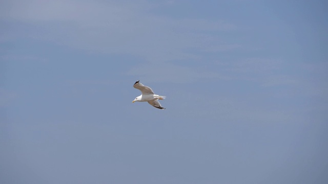 蓝天下飞翔的海鸥。视频素材