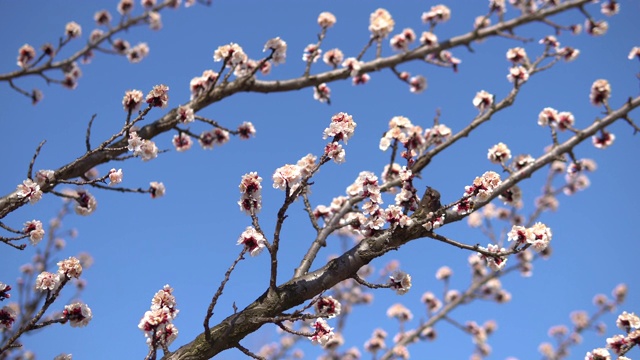 杏树在春天近距离开花视频素材