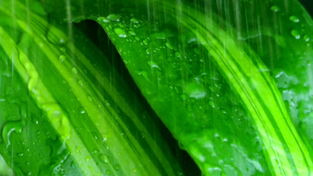 暴雨中的热带植物特写视频素材