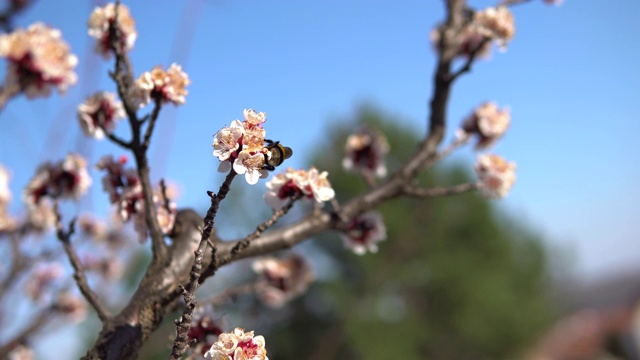 杏树在开花与大黄蜂，喜欢在春天开花近视频素材