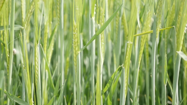 特写慢镜头绿色麦田的小麦幼苗视频素材