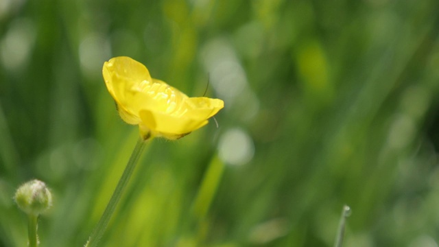 昆虫瓢虫藏在毛茛花蕾上天然4K视频素材