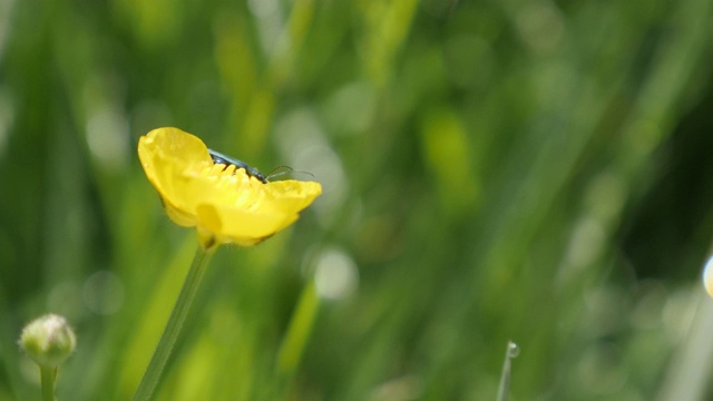 小虫藏在毛茛花蕾上天然4K视频素材