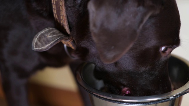 一只棕色的拉布拉多犬在吃碗里的食物视频素材