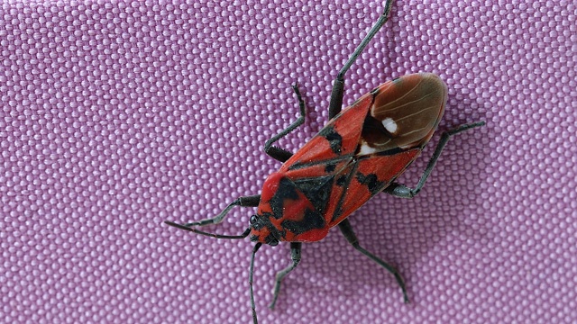 无翅Pyrrhocoris Apterus极端特写视频素材