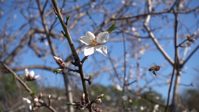 慢镜头蜜蜂飞离杏树花视频素材