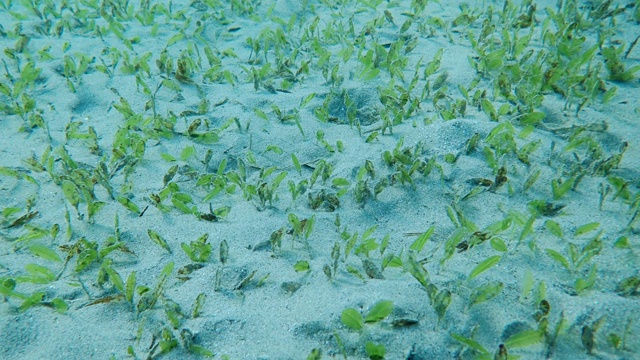 沙质海床上覆盖着绿色的海草，背景是阳光下的蓝色海水。水下景观视频素材