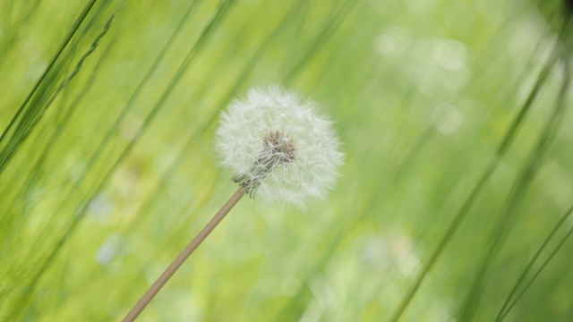 蒲公英温柔的花在绿色的环境中自然的背景慢动作视频素材