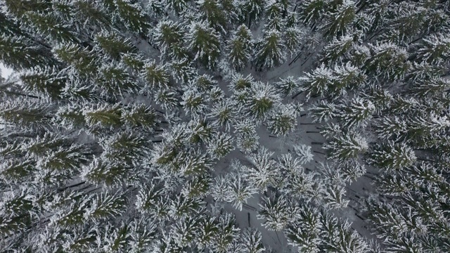 鸟瞰图冰冻森林与积雪覆盖的树木在冬天。飞越冬季森林，俯视图视频素材