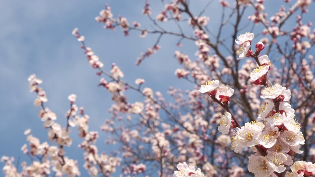 树枝与美丽的白色春天杏花树上。以杏花为背景的自然景色视频素材