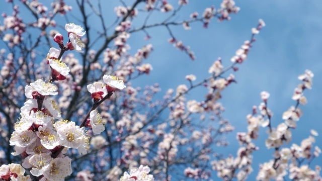 树枝与美丽的白色春天杏花树上。以杏花为背景的自然景色视频素材