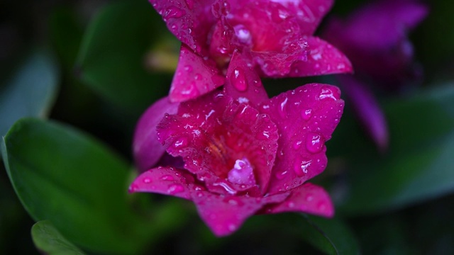 粉花配水珠视频，热带雨林植物，热带雨林植物视频下载