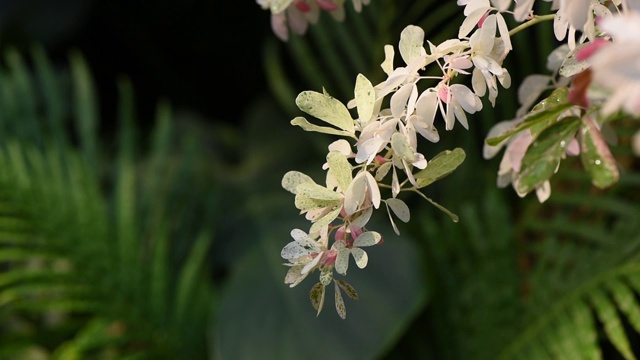 光兰花视频，热带雨林植物视频素材