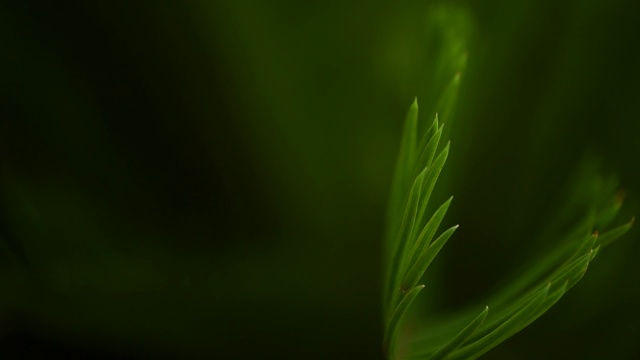 近距离拍摄热带雨林植物的叶子，热带雨林植物视频下载