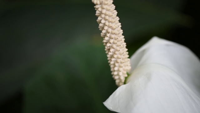 白花录像，热带雨林植物视频素材