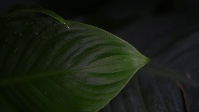 近距离视频宽叶热带雨林植物，热带雨林植物视频素材