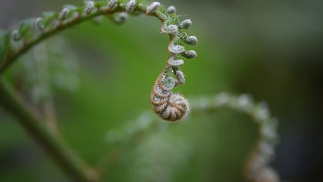 近距离视频蕨类叶子，热带雨林植物视频素材