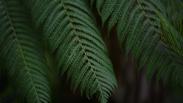 近距离拍摄热带植物的叶子，热带雨林植物视频下载