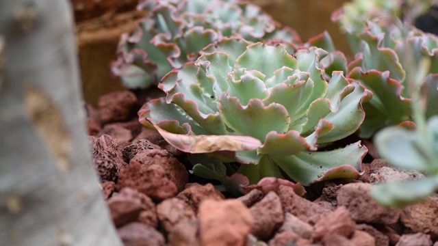 肉质植物的近距离视频视频素材