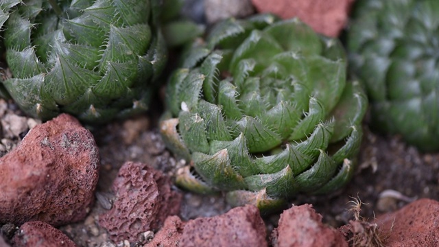 肉质植物的近距离视频视频下载