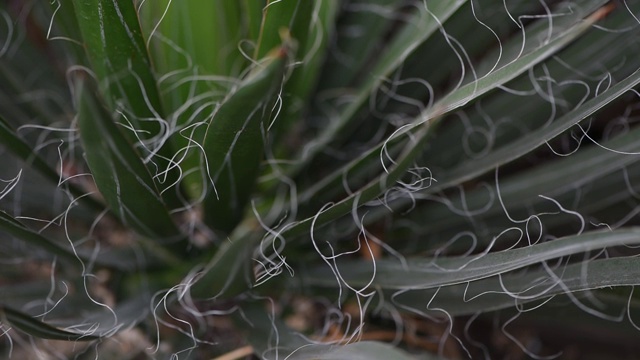 肉质植物的近距离视频视频素材