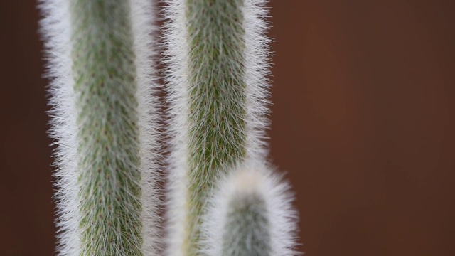 沙漠中有刺植物的特写视频视频下载