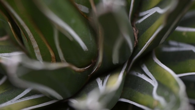 肉质植物的近距离视频视频下载