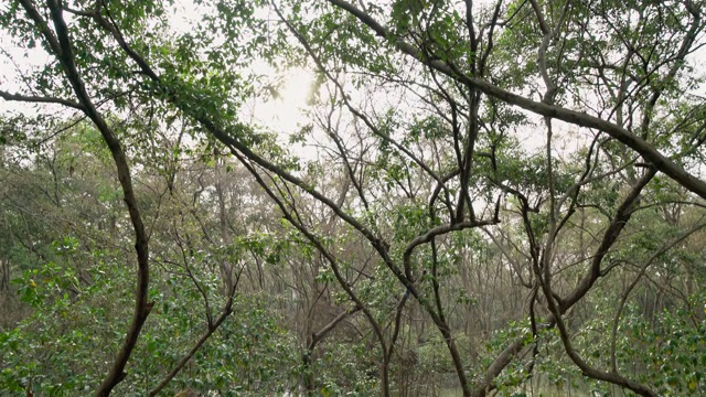 红树林的景色。泰国红树林保护区。低角度，向前射击视频素材