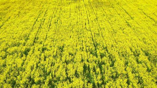 在春日里，空中飞过一片片盛开的油菜籽田视频素材