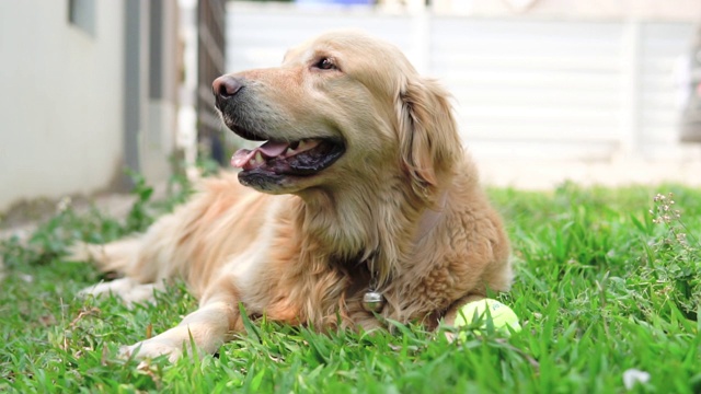 在草地上打网球的金毛猎犬。视频素材