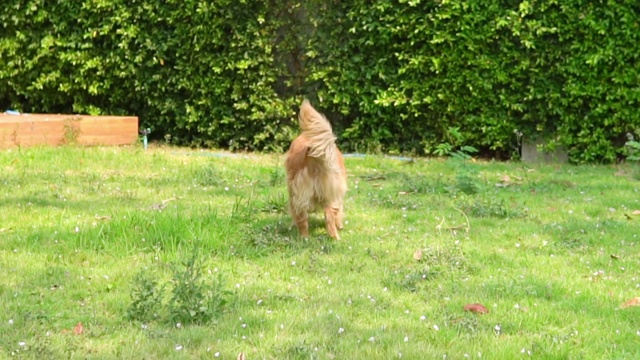 在草地上追逐网球的金毛猎犬。视频素材