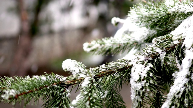 雪花落在冷杉树枝上视频素材