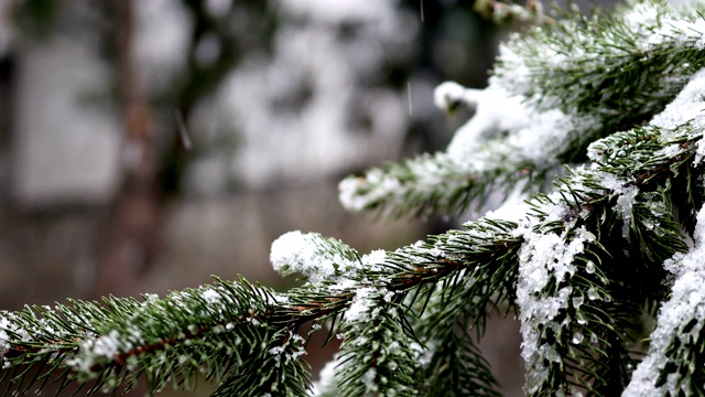 雪落视频素材