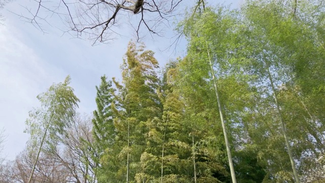 竹笋在风中飘动视频素材