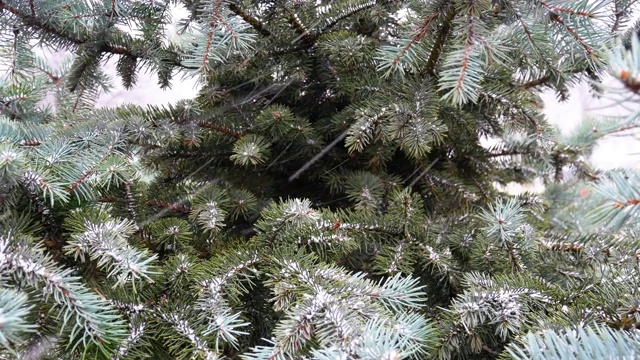 冷杉树林里有一场暴风雪。视频素材