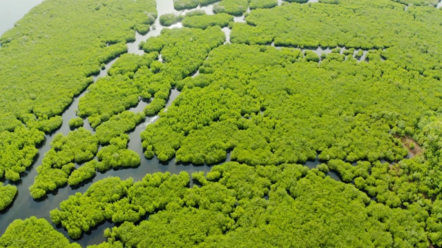 红树林和河流鸟瞰图视频素材