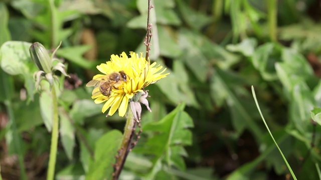 蜜蜂在蒲公英上采集花粉视频下载