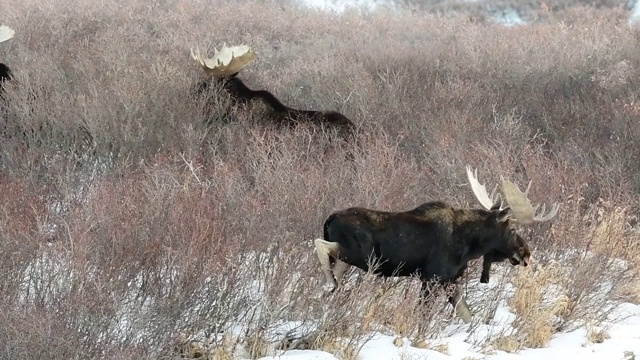 三只公麋鹿在雪地里吃东西视频素材