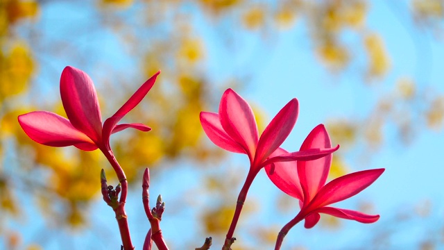 红鸡蛋花随风吹背景黄花背景和蓝天视频素材