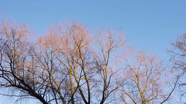 夕阳下的树，蓝色的天空，橙色的树枝视频素材