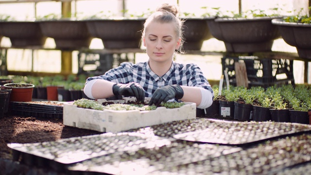 在格雷豪斯研究植物的女性植物学家视频素材