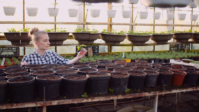 在格雷豪斯研究植物的女性植物学家视频素材