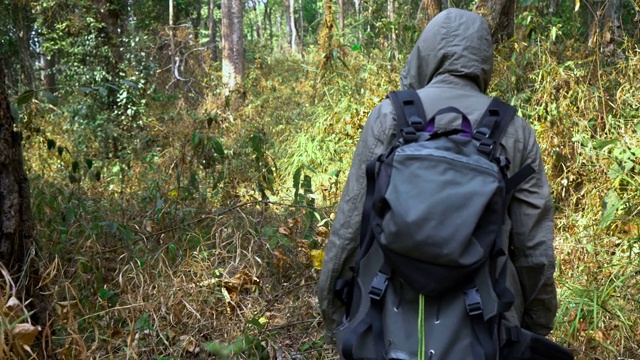 女人走到森林里去爬山。视频素材