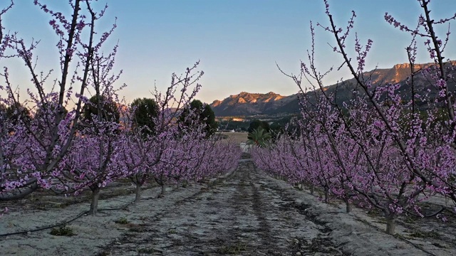 西班牙穆尔西亚地区Cieza La Torre的桃花视频素材